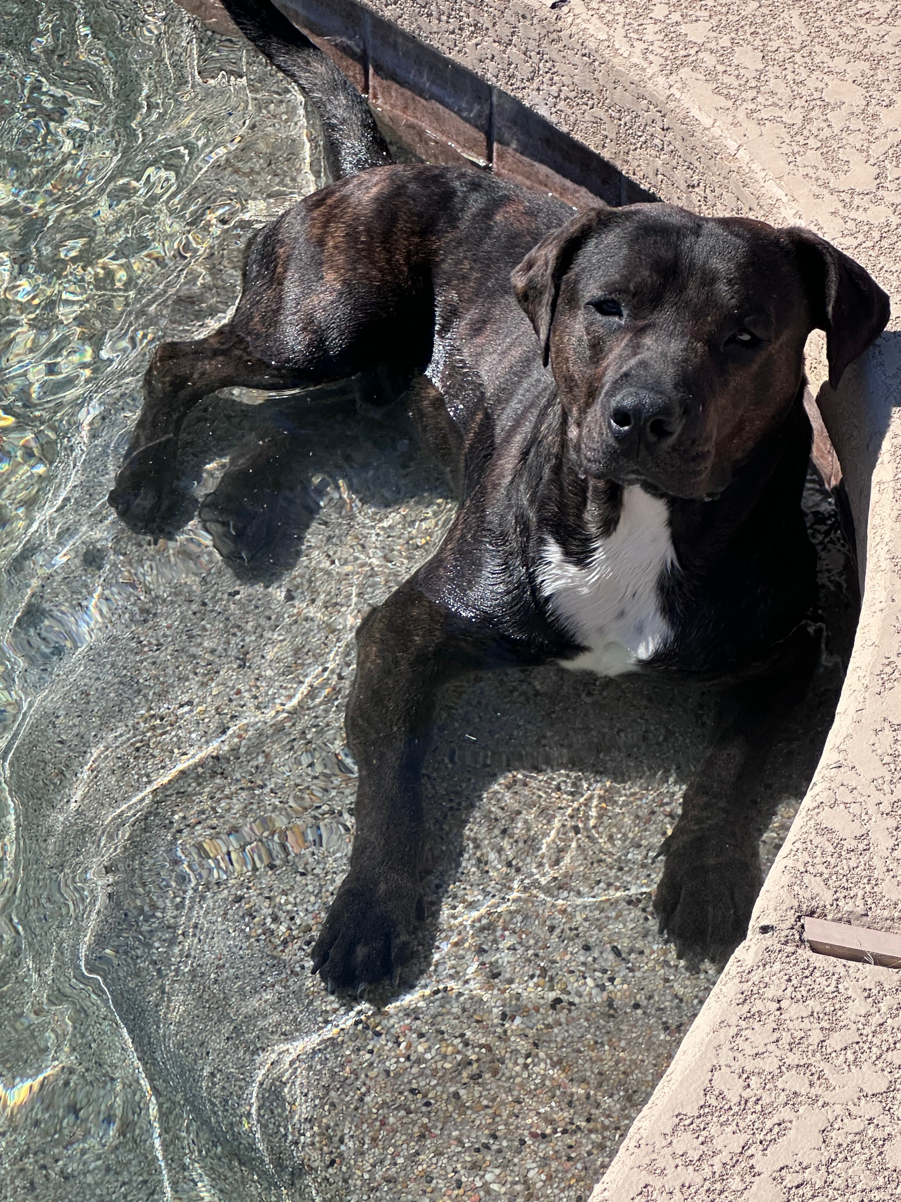 Oliver, a rescued dog